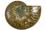 Cut & Polished Ammonite Fossil (Half) - Madagascar #377610-1